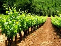DOMAINE HAUTE CONDAMINE — paysage du domaine