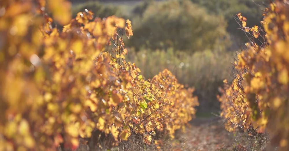 DOMAINE CHAMBOREDON — paysage du domaine