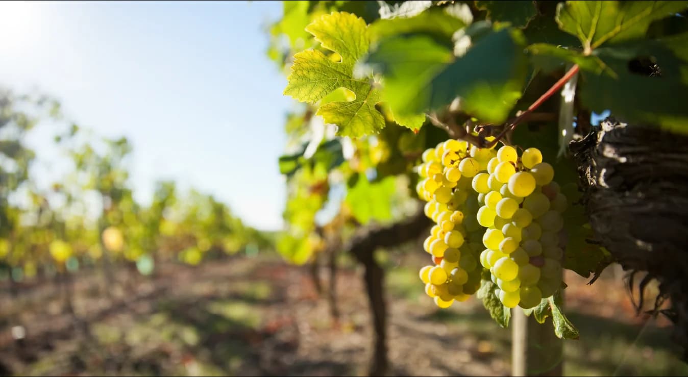 DOMAINE DE VALJULIUS — paysage du domaine