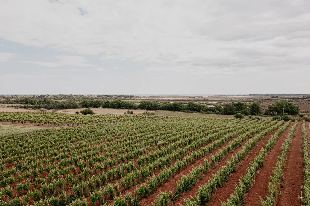 Panorama large du vignoble : rangs de vignes bien alignes sur sol rouge ocre s'etendant vers l'horizon, avec l'etang/la mer au loin sous un ciel clair. Composition propre et professionnelle qui illustre le terroir 'entre Terres et Ciel'. Magnifique image de terroir d'ensemble.