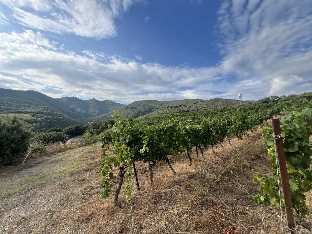 Panorama du vignoble : rangs de vignes vertes sur un coteau en pente, descendant vers la vallee verdoyante et les montagnes du massif du Caroux-Espinouse, beau ciel bleu nuageux. Vue d'ensemble du terroir tres valorisante, parfaite en banniere paysage.
