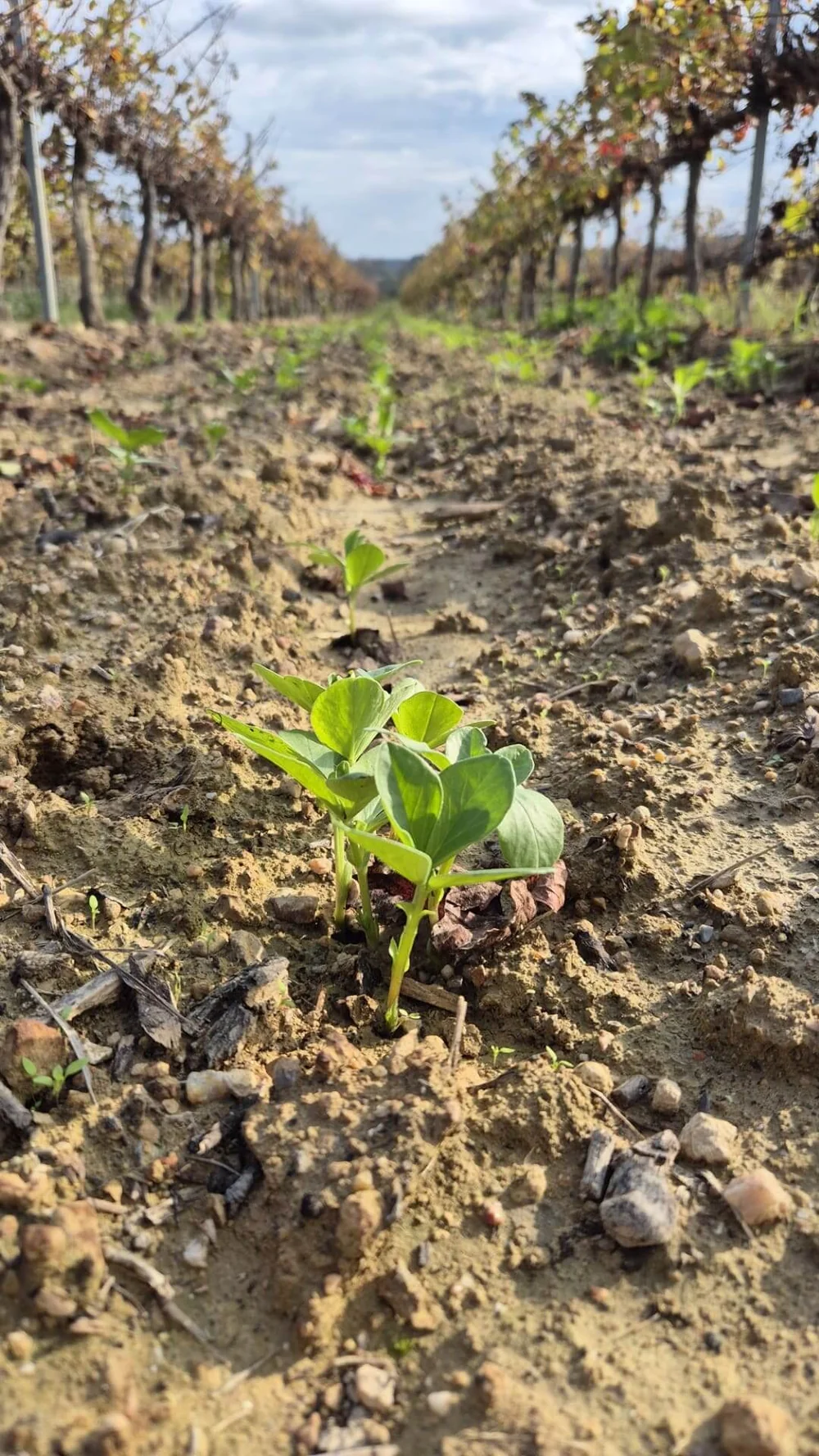 Gros plan vertical d'un jeune semis de couvert vegetal (enherbement naturel) poussant dans le sol caillouteux entre deux rangs de vignes. Illustre la demarche environnementale HVE. Photo nette mais sujet modeste, valeur documentaire plus qu'esthetique.
