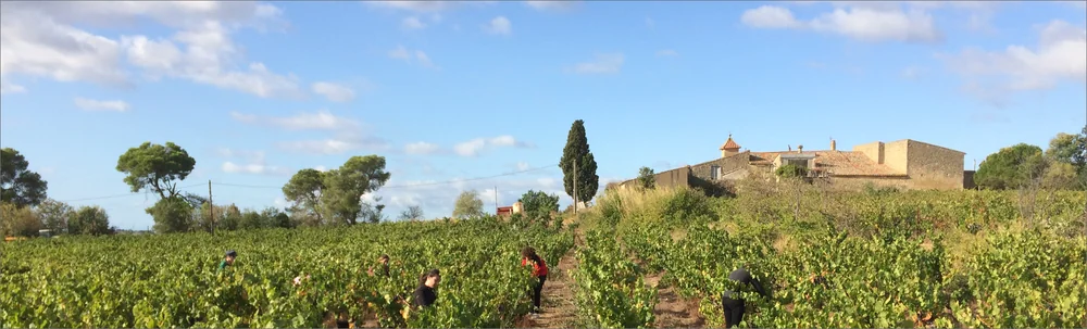 Panorama d'ensemble du domaine : le mas/les batiments en pierre perches sur une legere hauteur, un cypres, ciel bleu nuageux, et au premier plan les rangs de vigne avec quelques personnes au travail (vendanges). Plan d'etablissement caracteristique combinant batiment + terroir + presence humaine. Is