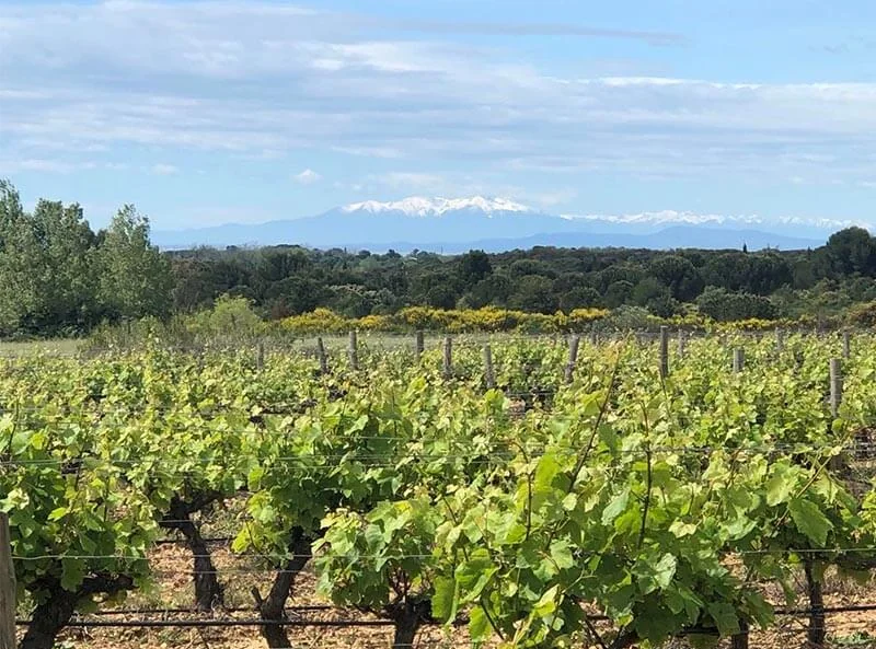 Domaine de Medeilhan — image