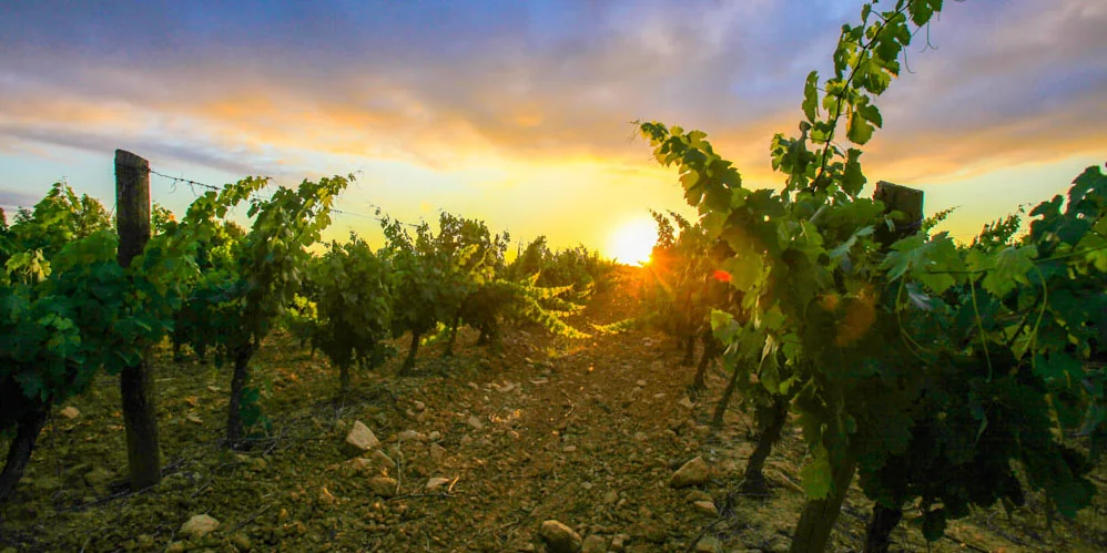 Rangs de vignes au coucher du soleil, sol caillouteux, ciel dore. Ideale en banniere.