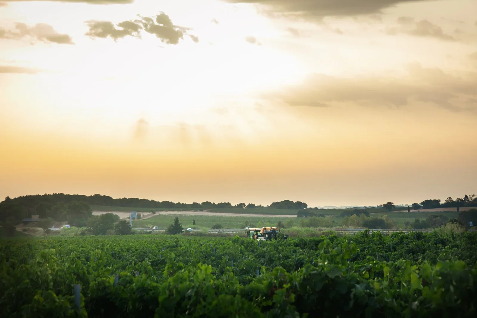 Panorama du vignoble au crepuscule, machine a vendanger, ciel orange. Hero.