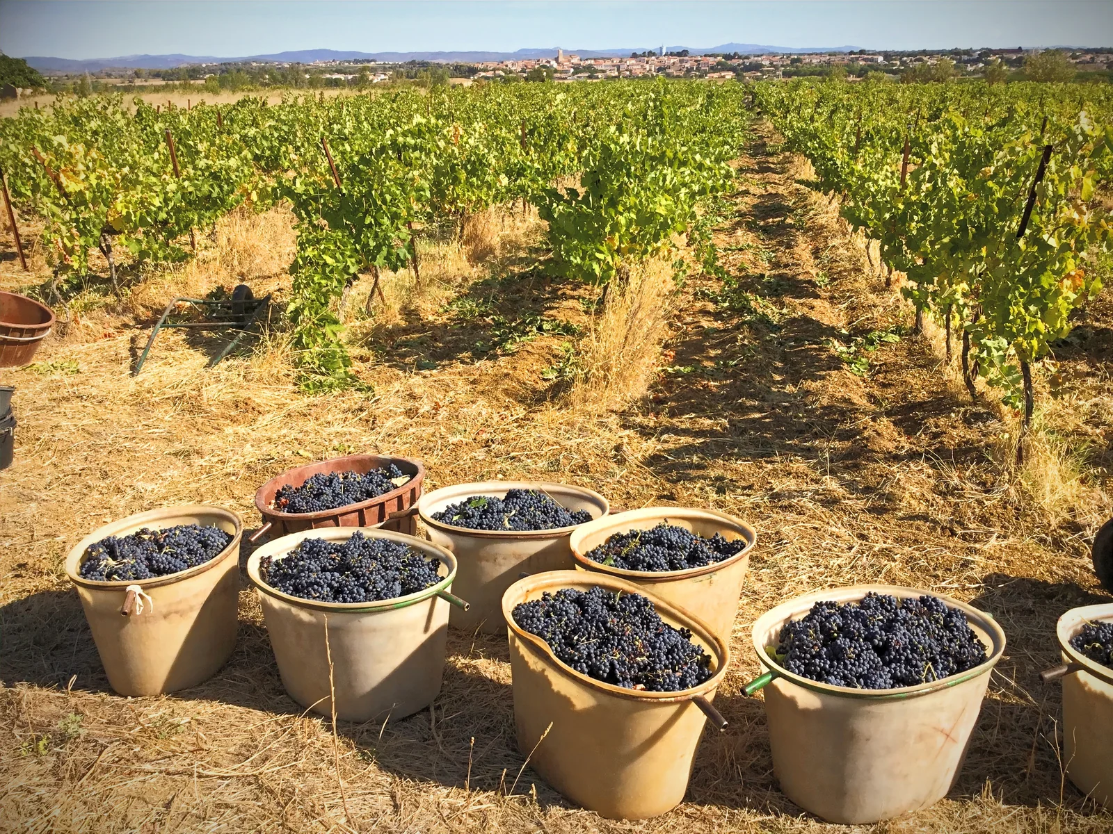 Rangs de vigne avec comportes en terre cuite remplies de raisin. Vendange.