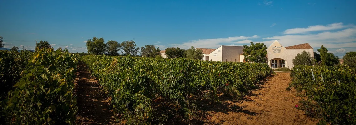 Panorama du chai marque DOMAINE PIERRE BELLE derriere les vignes.