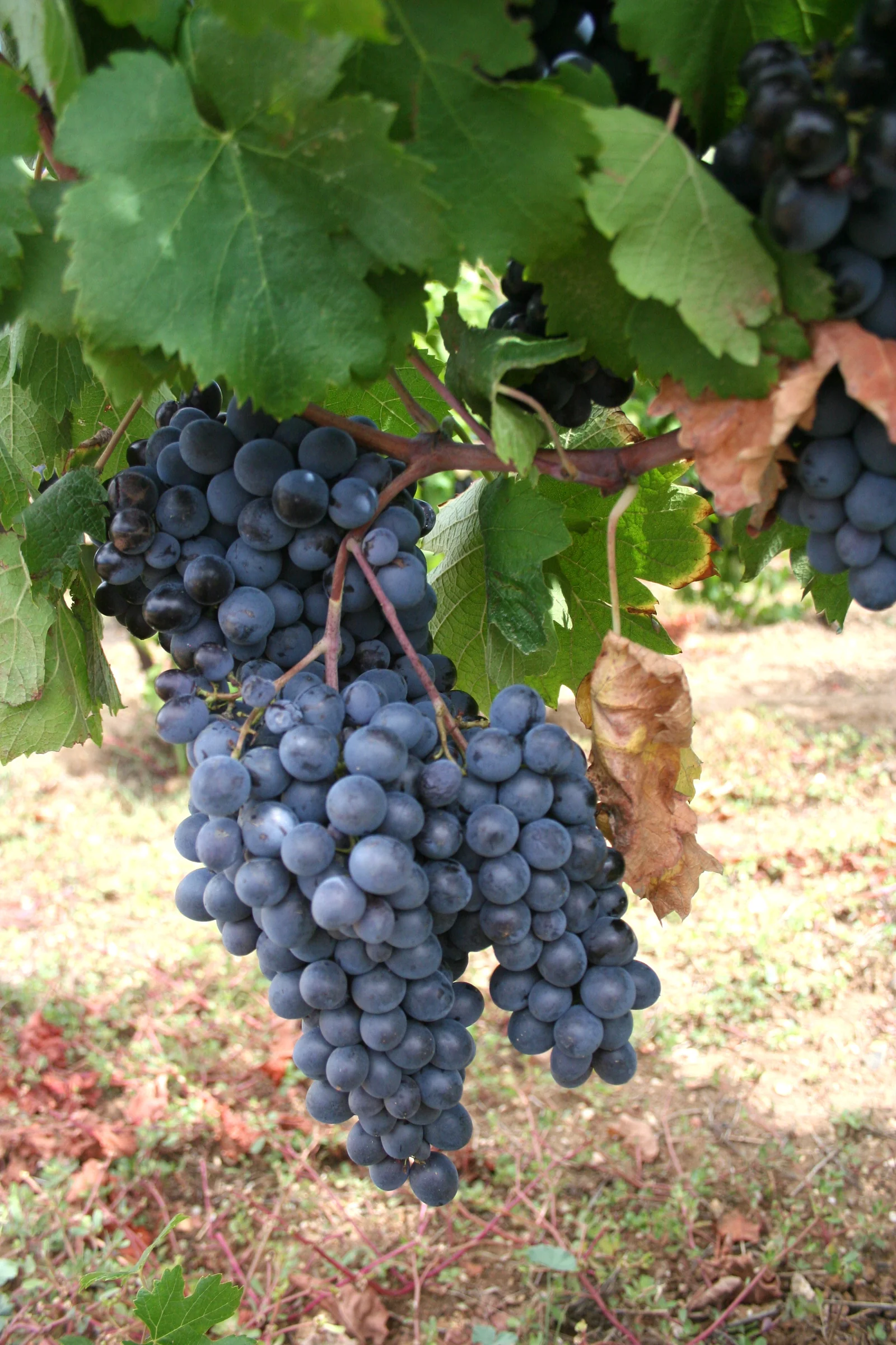 Domaine Pierre Belle — paysage